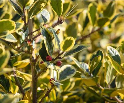Ilex altaclerensis 'Golden King' 