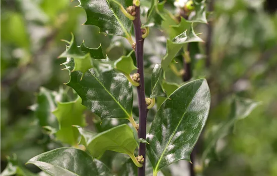 Ilex meserveae 'Blue Angel'