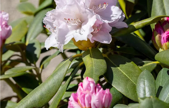 Rhododendron yakushimanum 'Schneekrone' INKAHRO
