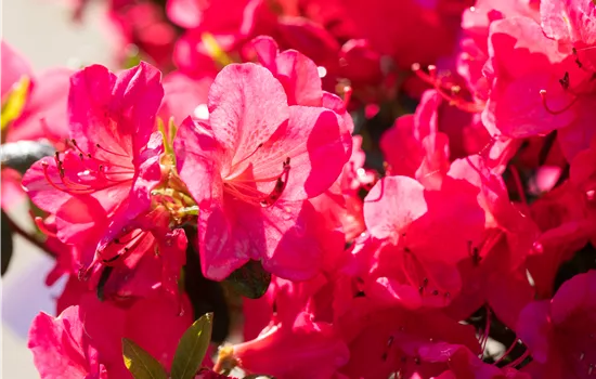 Rhododendron obtusum 'Little Red'