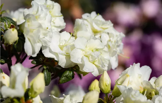 Rhododendron obtusum 'Schneeperle'