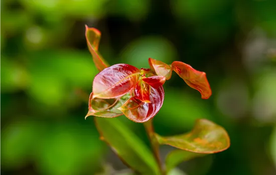 Lagerstroemia nana 'Red Imperator'