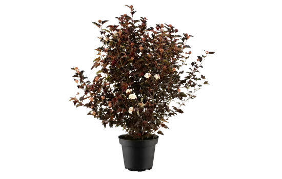 Physocarpus opulifolius 'Andre' Physocarpus opulifolius 'Andre'