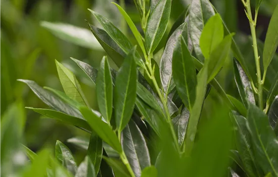 Prunus laurocerasus 'Otto Luyken' Prunus laurocerasus 'Otto Luyken'