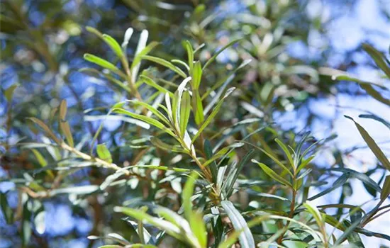 Hippophae rhamnoides 'Pollmix' 