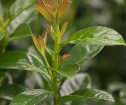 Prunus laurocerasus 'Kleopatra'
