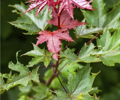 Acer platanoides 'Crimson Sentry' 