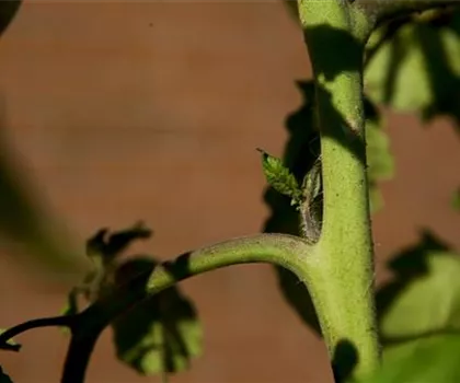 Wie machst du das? - Tomaten ausgeizen