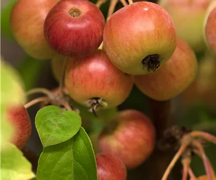Malus 'Evereste' 