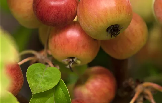 Malus 'Evereste' 