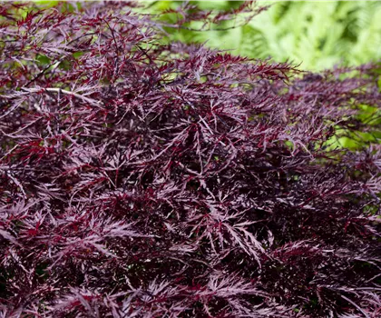 Acer palmatum 'Firecracker'  Acer palmatum 'Firecracker'