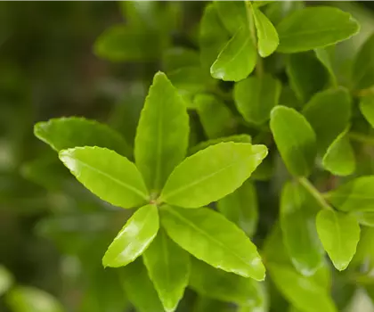 Ilex maximowicziana 'Kanehirae' 