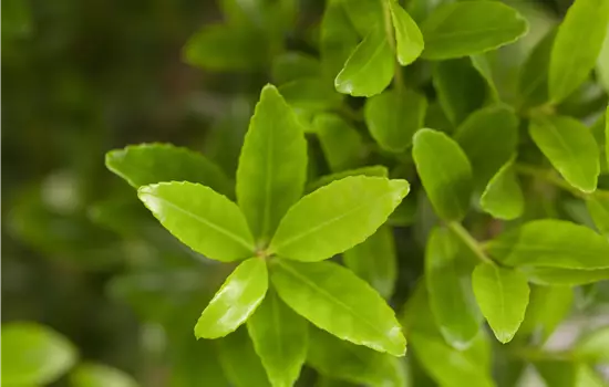 Ilex maximowicziana 'Kanehirae' 