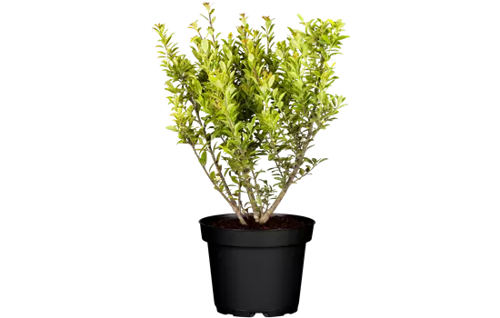 Ilex maximowicziana 'Kanehirae' 