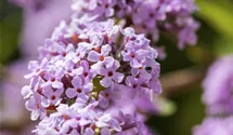 Hänge-Sommerflieder