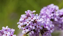 Hänge-Sommerflieder