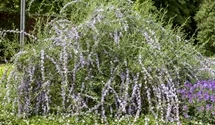 Hänge-Sommerflieder