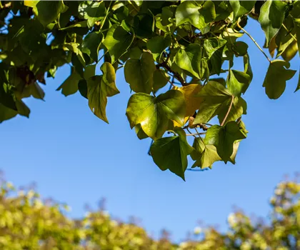 Hedera helix 'Arborescens'