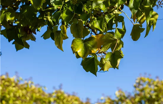 Hedera helix 'Arborescens'