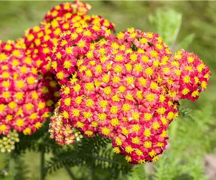 Achillea millefolium 'Summer Fruits Carmine'  Achillea millefolium 'Summer Fruits Carmine'