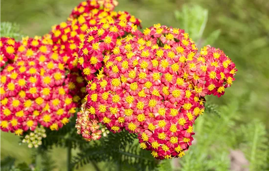Achillea millefolium 'Summer Fruits Carmine' 