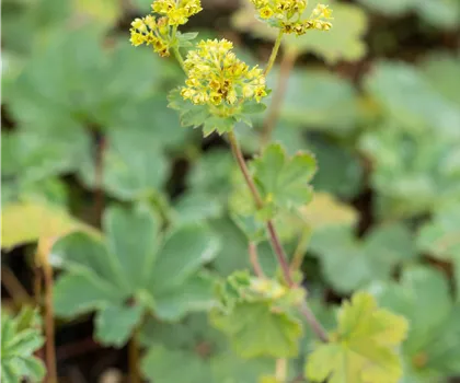 Alchemilla erythropoda Alchemilla erythropoda