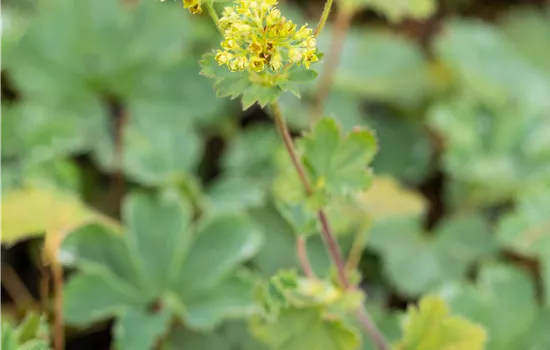 Alchemilla erythropoda