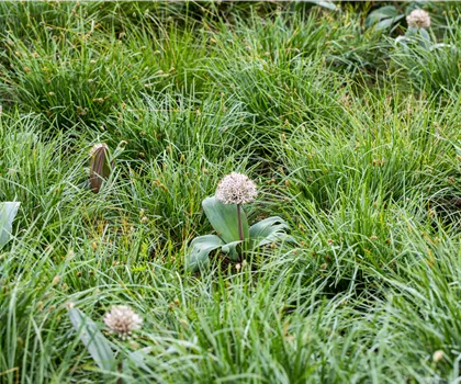 Allium karataviense Allium karataviense