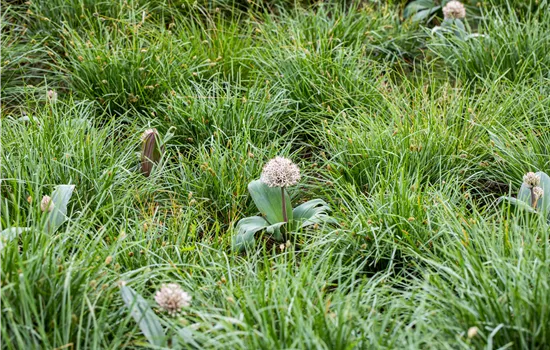 Allium karataviense Allium karataviense