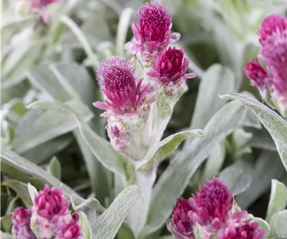 Antennaria dioica 'Rubra'