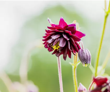 Aquilegia vulgaris 'Black Barlow'