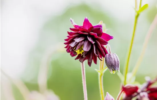 Aquilegia vulgaris 'Black Barlow'