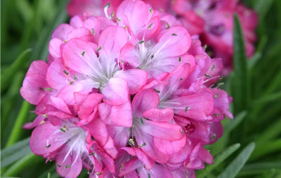 Armeria maritima 'Armada Rose'