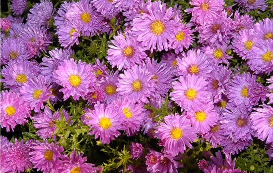 Aster amellus 'Rosa Erfüllung'  Aster amellus 'Rosa Erfüllung'