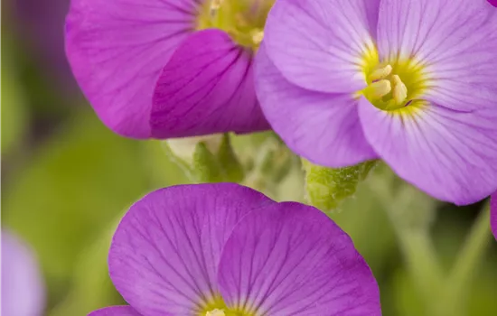 Aubrieta gracilis 'Florado Rose Red'