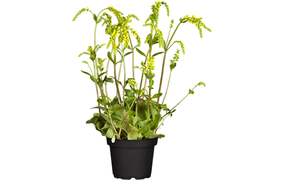 Chiastophyllum oppositifolium 