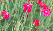 Heide-Nelke 'Leuchtfunk'