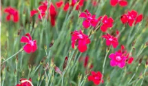 Heide-Nelke 'Leuchtfunk'