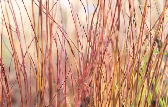 Cornus stolonifera 'Kelsey' Cornus stolonifera 'Kelsey'