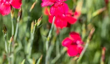 Heide-Nelke 'Leuchtfunk'