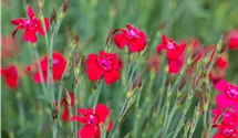 Heide-Nelke 'Leuchtfunk'