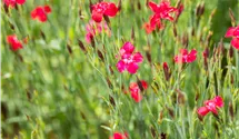 Heide-Nelke 'Leuchtfunk'