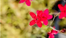 Heide-Nelke 'Leuchtfunk'