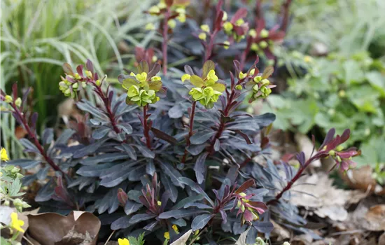 Euphorbia amygdaloides 'Purpurea'