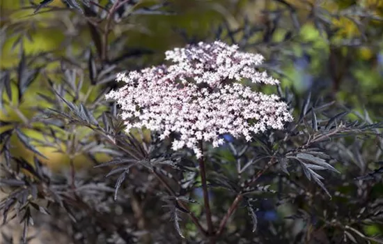 Sambucus nigra 'Black Lace' 