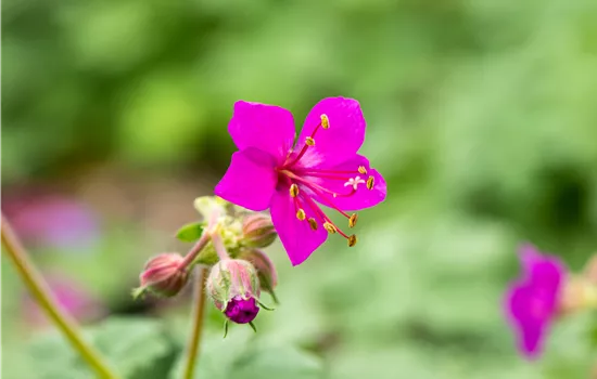 Geranium macrorrhizum 'Czakor'
