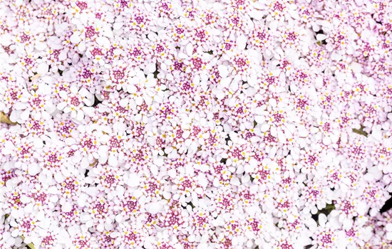 Iberis sempervirens 'Pink Ice'