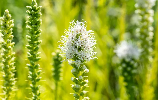 Liatris spicata 'Alba'