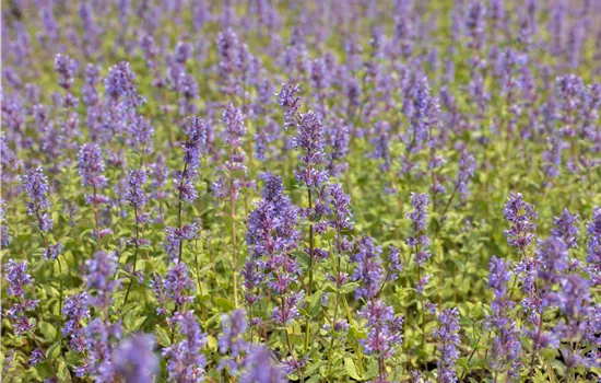 Nepeta racemosa 'Superba'