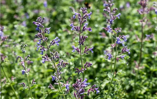 Nepeta x faassenii 'Six Hills Giant'